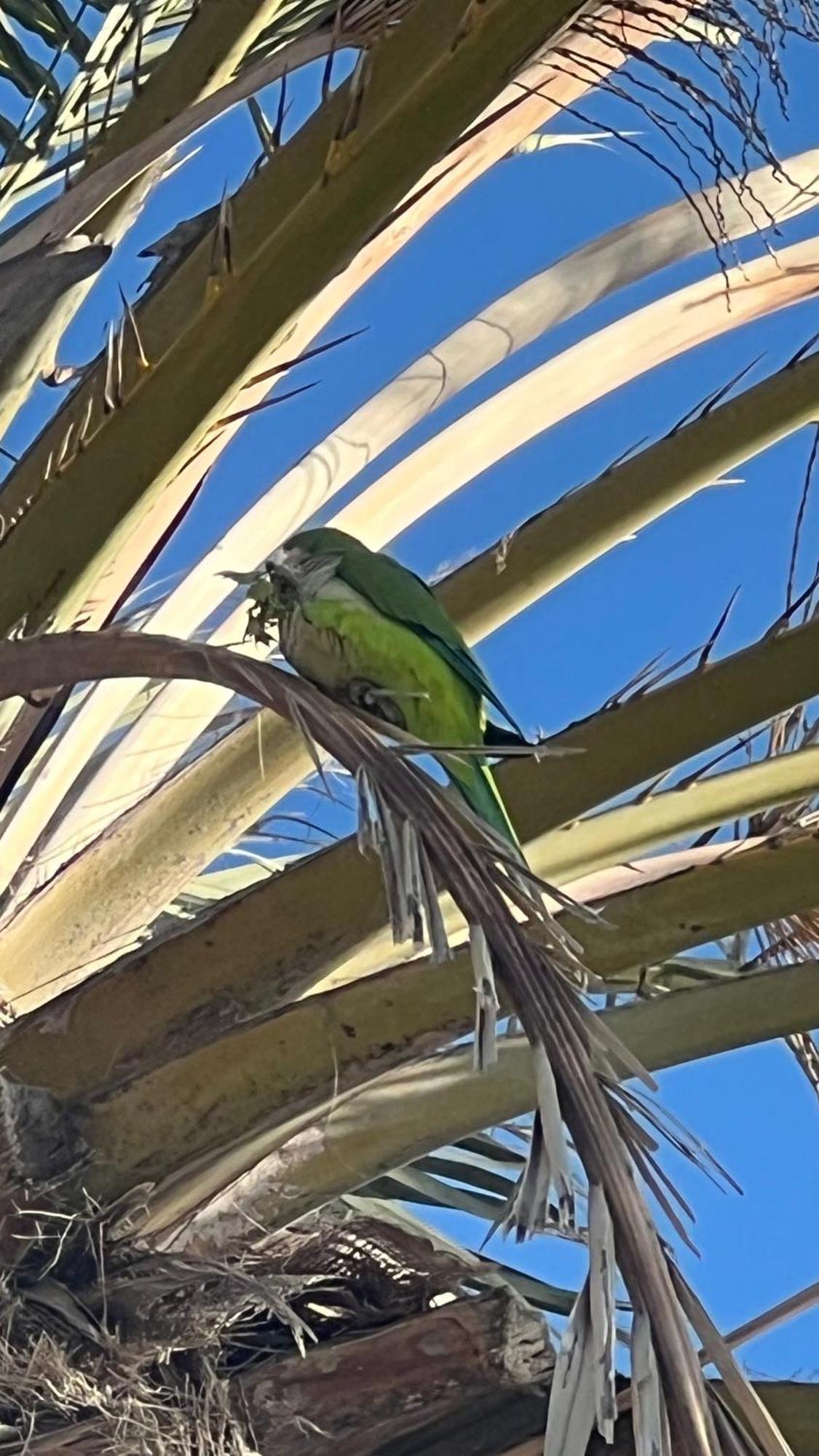 Villa Casapalmera Torrox Costa エクステリア 写真